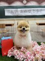 アレッタ 久が原(ALETTA) 愛犬 ポメラニアン 瑠花