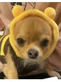 ファイブヘアーブティック(FIVE HairBoutique) チワワのちくわ君。もう5才です