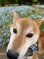 イズム(ISMS...) うちの愛犬です！動物好きな方ぜひお話ししましょう！