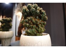 メンテナンスも楽だし。サボテン置いてます。棘ってなんかカッコイイですよね。