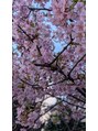 グラップ 中央林間店(gra up)&nbsp;店の隣の桜です!!