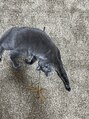 メイン(『　　』main) 猫ちゃん飼ってます♪信長っていいます♪