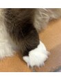 アオ 花咲町(a-o) 久しぶりに猫カフェに行って癒されました♪