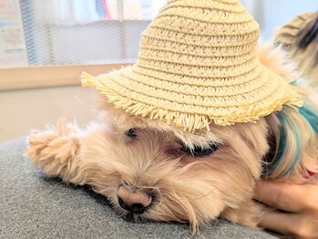リペロ(ripero)の写真/【緑区/よもぎ蒸し】一人サロンなのでお子様同伴でも他のお客様の目を気にすることなくゆっくり過ごせます