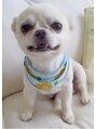 アルトリスト(Altruist Aging×HAIR&SPA) 愛犬のバニラくんです♪他にペキニーズ・アメショー飼ってます