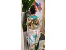 2026年度成人式予約受付中。着付＆ヘアセット＆メイク￥31900→￥29000