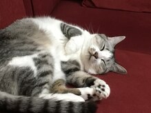 カルム(calm)の雰囲気（お店に猫はいませんｗ）