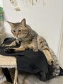 ピサンリ(pissenlit)&nbsp;愛猫のレオくんです！壁紙は、、やられてます、、