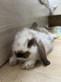 アヴィスヘアワークス(Avis Hair Works)&nbsp;うさぎちゃんを飼っています。