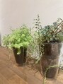 アグ ヘアー モイカ 新札幌駅前店(Agu hair moika)&nbsp;観葉植物が好きです