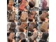 コニール(CoNeall)の写真