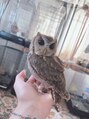 フラッシュ 高蔵寺店 自宅で飼っているフクロウです!