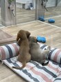 ルヴェール 茜部店(LeVert)&nbsp;可愛い動物の画像や動画、ペットショップを覗いて癒されてます♪