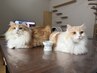 男もカラーを楽しむ時代です。ハッピーになれるカラーカットコース。