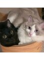 アナン(ANNAN)&nbsp;２匹の猫と暮らしています