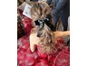 【11時台限定】ヘアセット