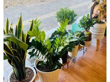 セントジョージの雰囲気（観葉植物が多く空気が良好◎）