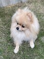 アグ ヘアー ログ 東戸塚店(Agu hair log)&nbsp;ポメラニアン飼ってます @___rikusan___
