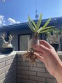 ヌーク(nuuk)&nbsp;植物loverです。