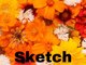 スケッチ(Sketch)の写真