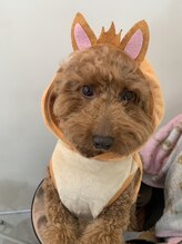 京都着物レンタル はちみつ はちみつ 