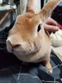 リノ 辻堂(lino)&nbsp;家のウサギです♪毎日癒されてます[辻堂/辻堂駅]