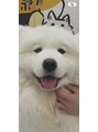 ラフィス ヘアーフラム 難波戎橋2号店(La fith hair flamme)&nbsp;サモエドが大好きです！！！