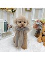 アクロ 梅田店(ACRO)&nbsp;トイプードルのぷぅちゃんです☆