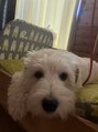 ショコラ アベノ(Chocolat ABENO) 家で飼ってるツンツンツンデレわんころです。