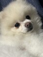 リト(riTo)&nbsp;ポメラニアンの　くうちゃんです