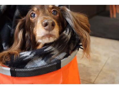 マニフィックの写真