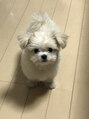 シェノン(Chainon.) 愛犬ソワ♪