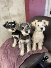 コージー(Kozy)&nbsp;ソルト エイト