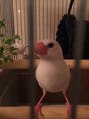 ラヴィエ(La vie)&nbsp;愛鳥の生後4か月の白文鳥です。