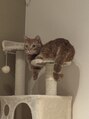 アンドサロン 仙台(& salon)&nbsp;我が家の猫