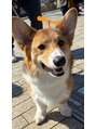 フラミューム 八王子北口店(flammeum) 我が家の愛犬!コーギーの千代丸くんです!