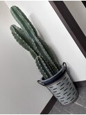 ビッグ柱サボテン