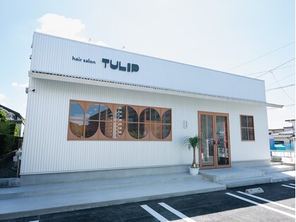 チューリップ(TULIP)の写真