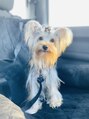 ワンヘアー(ONE HAIR)&nbsp;愛犬のわんぴです。ヨークシャテリアの女の子一歳です。