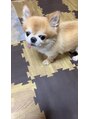 ノル ヘアアンドスパ(NOL HAIR&SPA)&nbsp;我が家の保護犬の風太くんです