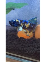 びよーしつ ミヤ(38) てんちょ 【ベタ】