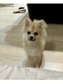ジェイオーエス(JOS) 愛犬の『ぷい』くん。茨城から連れて来ました!
