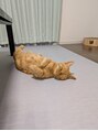 アイボリードット(ivory.)&nbsp;妹が飼ってる猫のマルです可愛すぎて癒されます♪( ´▽｀)