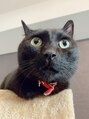 オット(Otto)&nbsp;うちの猫のおこげです♪