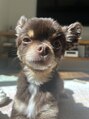 ダブル(W)&nbsp;愛犬チワワ