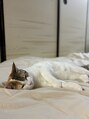 トリコ(trico) 猫好き