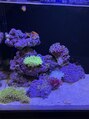 エンリッチヘア(enrich hair)&nbsp;海水魚、サンゴにハマってます！