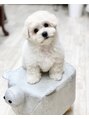 カレンアンドエクラート 大宮(KAREN&ECLART) ビションフリーゼを飼ってます。可愛すぎです。名前はモンロー笑