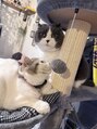 ポルトユイ(PORTE H)&nbsp;愛猫達☆