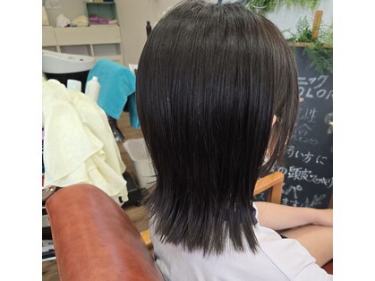 フィカス(Ficus)の写真
